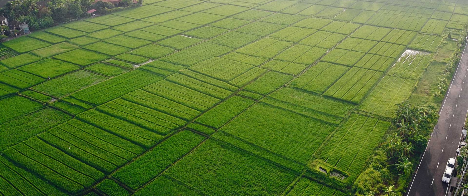 fields-in-bali-are-photographed-from-a-drone-2021-08-30-05-21-37-utc-(1)